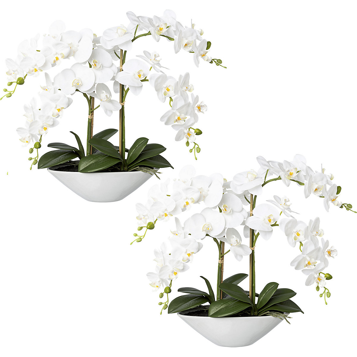 Phalaenopsis, real touch