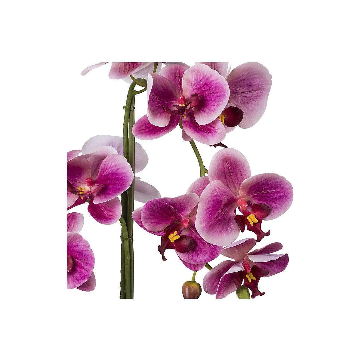 Umelá orchidea Phalaenopsis, real touch (Zobrazenie produktu 2)-1