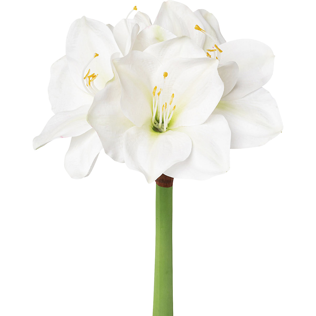 Amaryllis, wit (Productafbeelding 2)-1