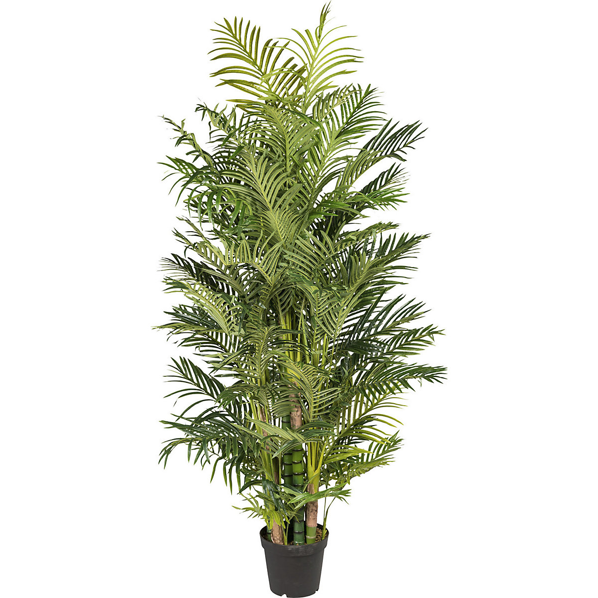 Areca-palm, real touch