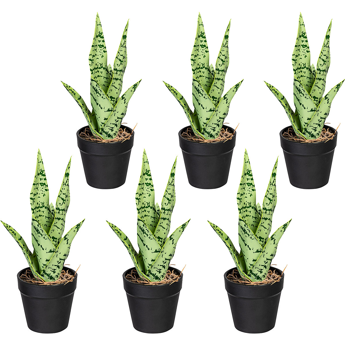 Sanseveria mini-uitvoering