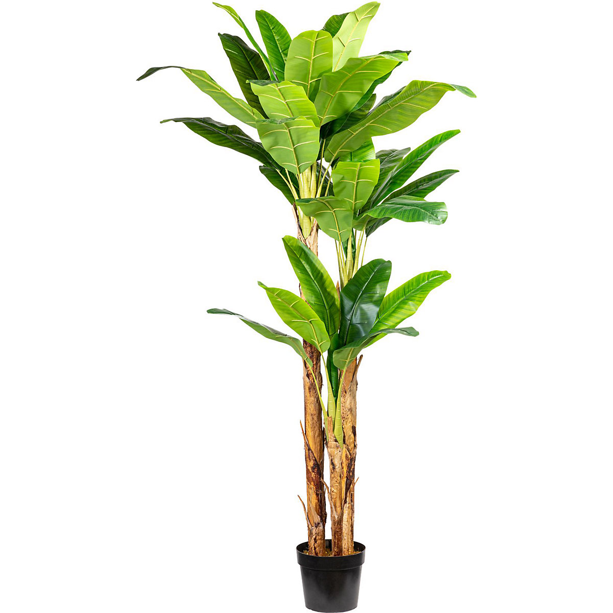 Bananenplant, in een kunststof pot met aarde, hoogte ca. 2400 mm-1