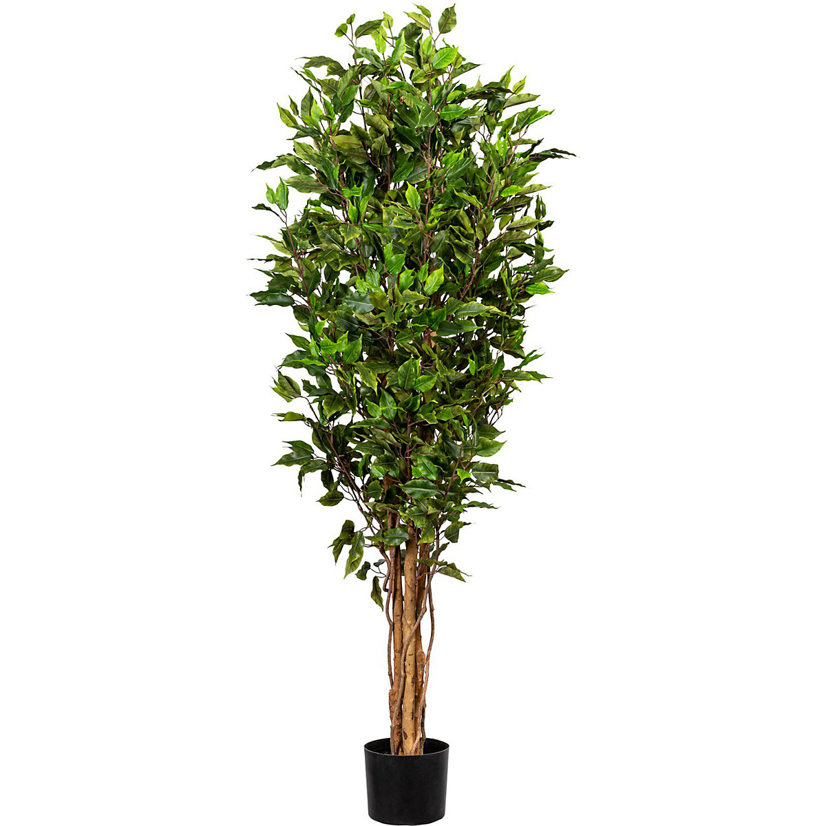 Ficus benjamina