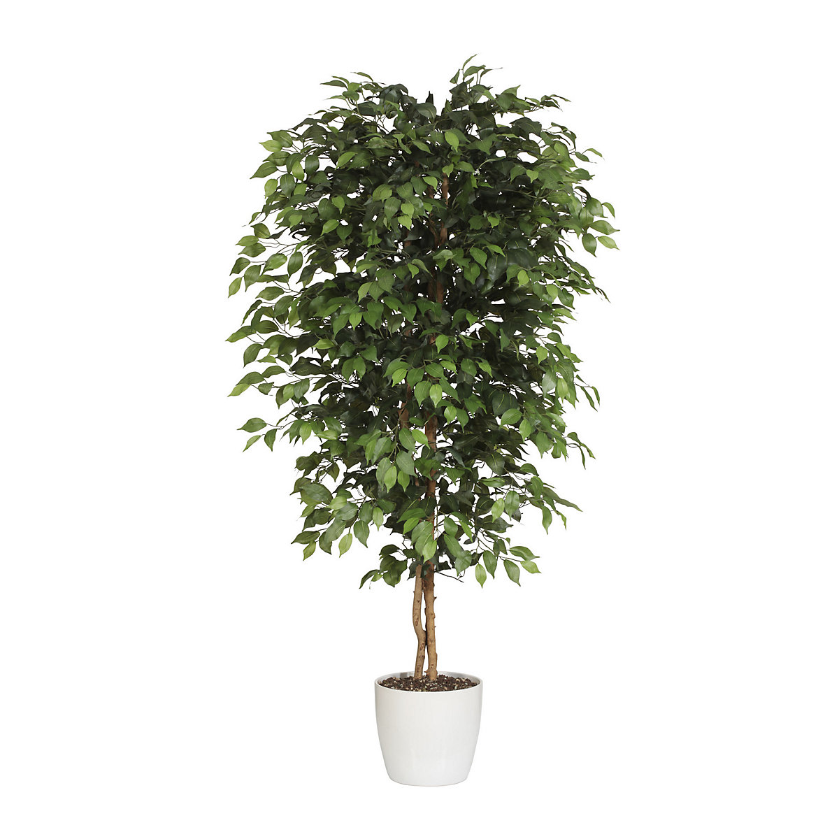 Ficus benjamina, natuurstam, met keramische pot, hoogte 1500 mm-4