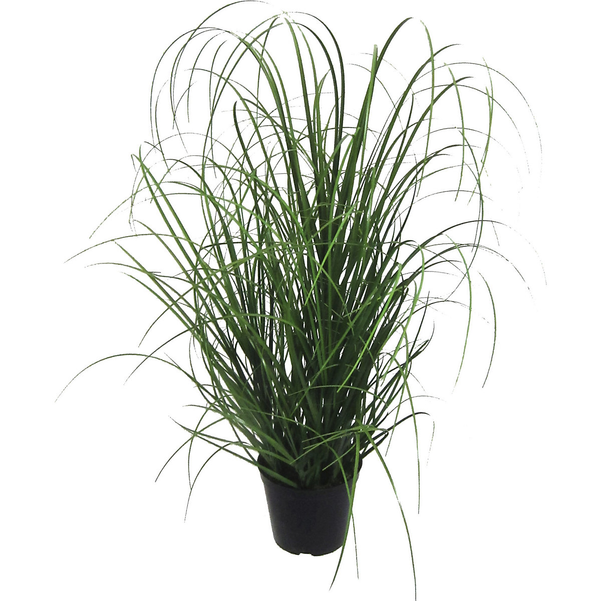 Grasplant, in kunststofpot zwart, hoogte 750 mm, VE = 2 stuks-2