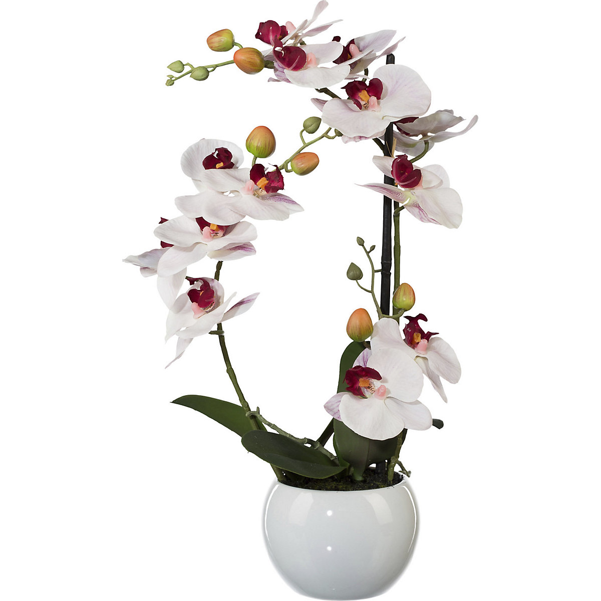 Phalaenopsis, hoogte 420 mm, in een keramieken pot, bloemen roze, 3D-print-2