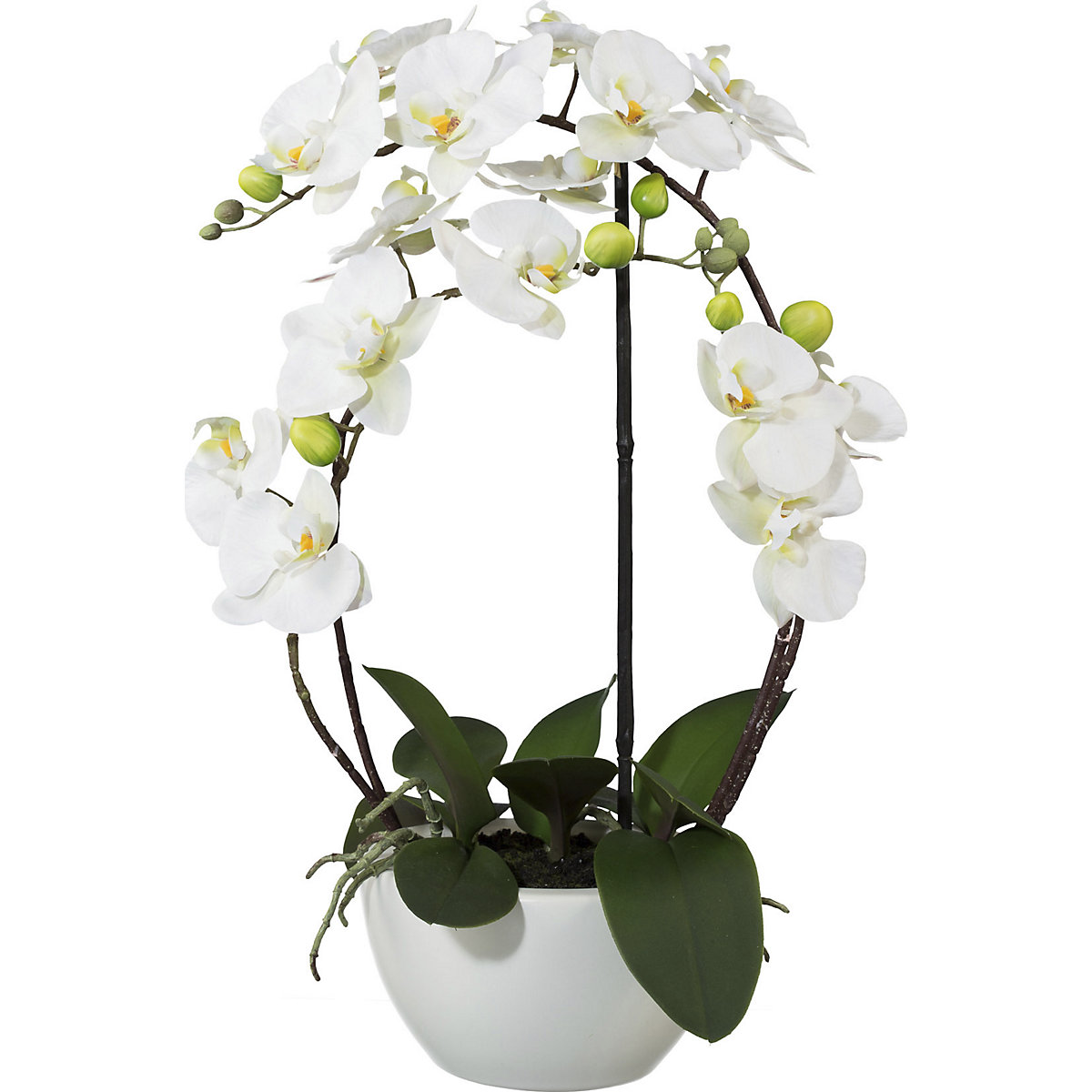 Phalaenopsis, hoogte 520 mm, in een keramieken pot, bloemen wit, 3D-print-2