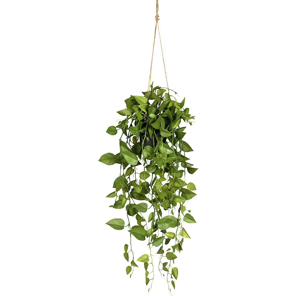 Philodendron hangplant