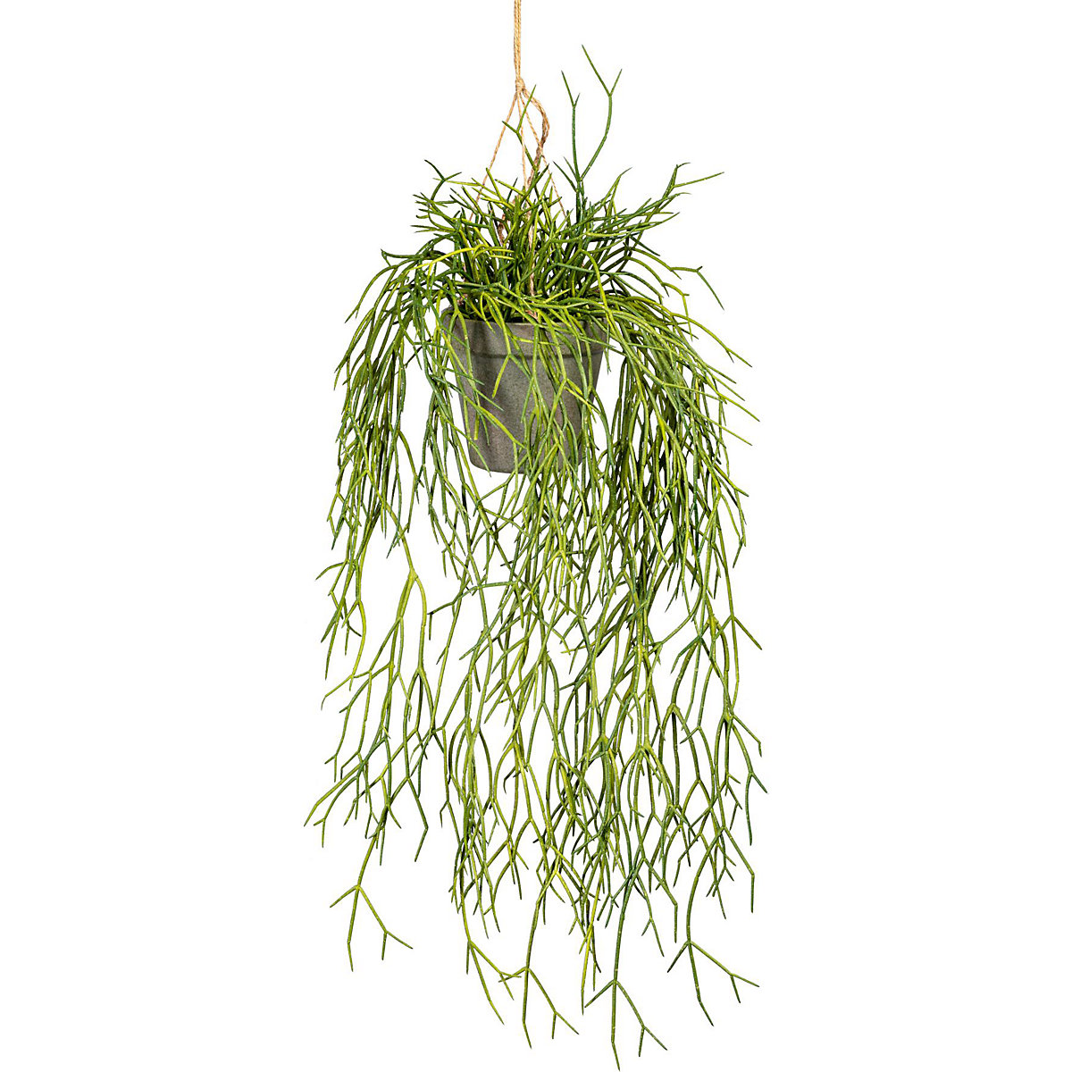 Rhipsalis hangplant (Productafbeelding 2)-1