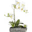 Arreglo de Phalaenopsis en vasija de polirresina