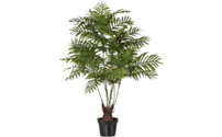 Palmera areca