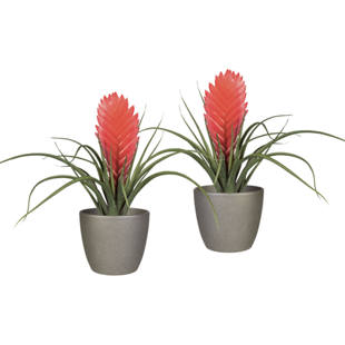 Tillandsia Soledo en maceta de cerámica