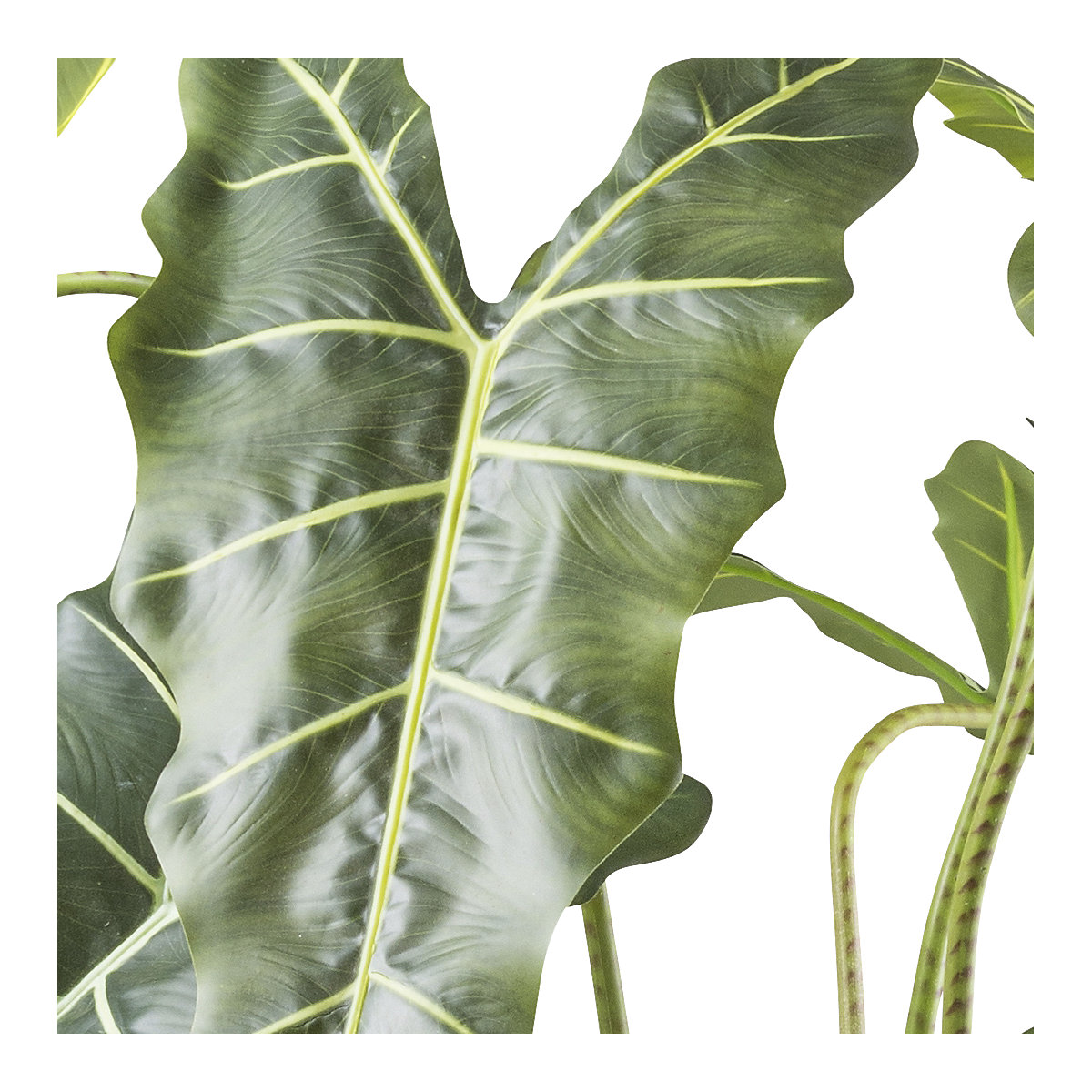 Alocasia zebrina sarian (Product illustration 2)-1