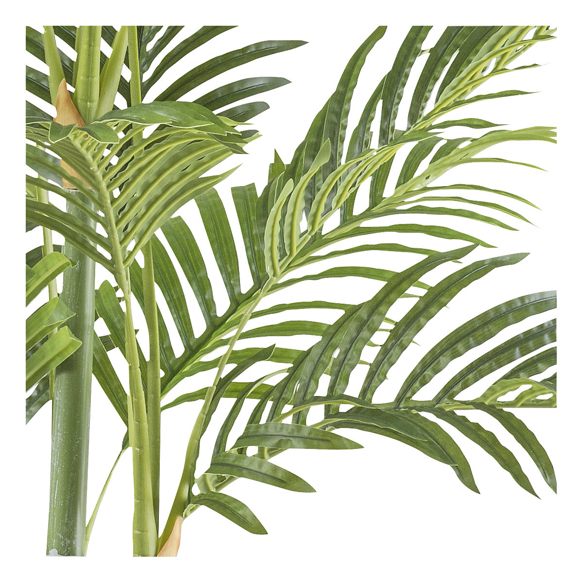 Bamboo palm (Product illustration 2)-1