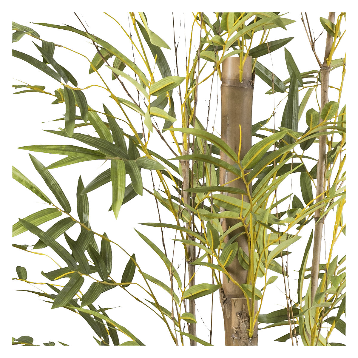 Bambus vulgaris (Product illustration 2)-1