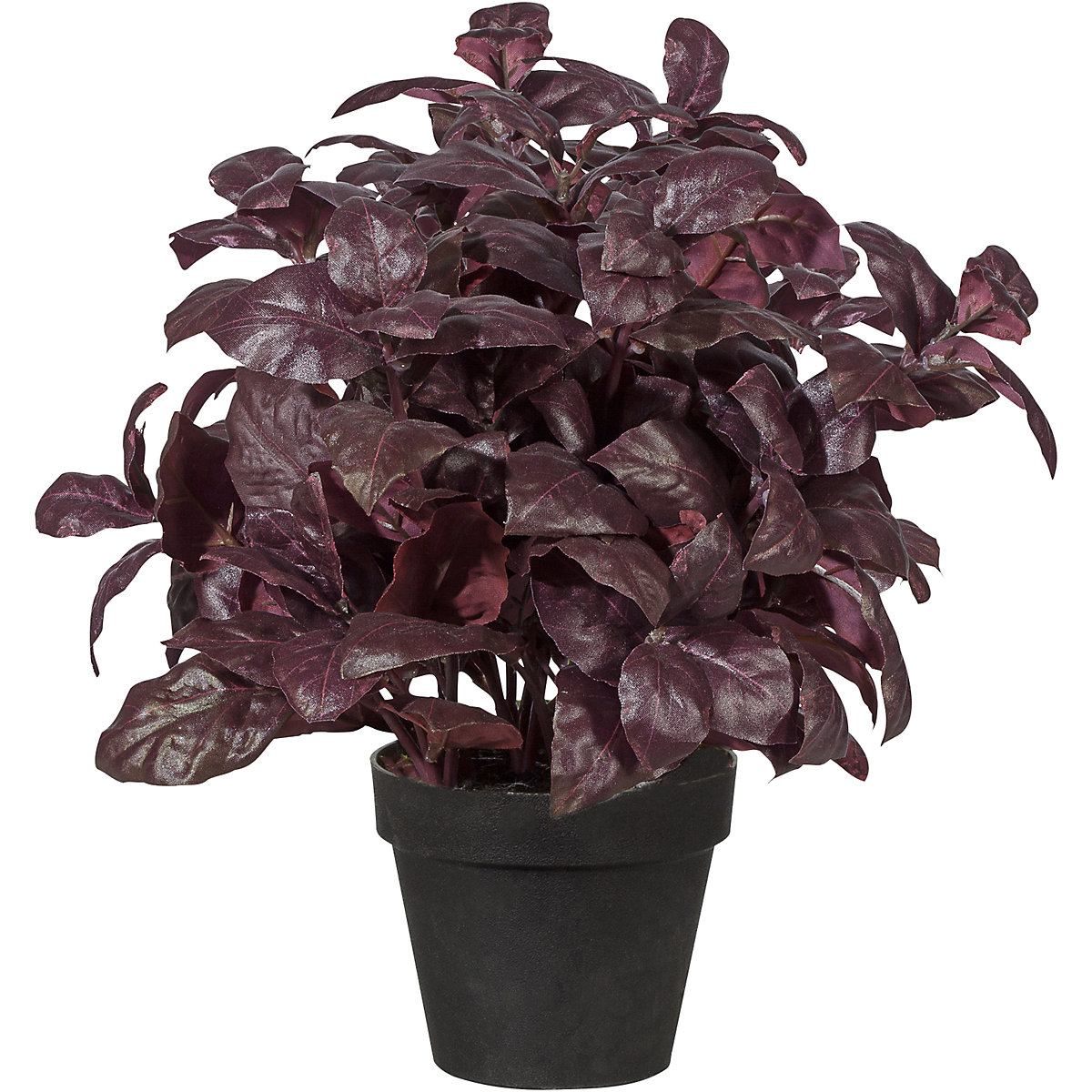 Basil bush (Product illustration 2)-1