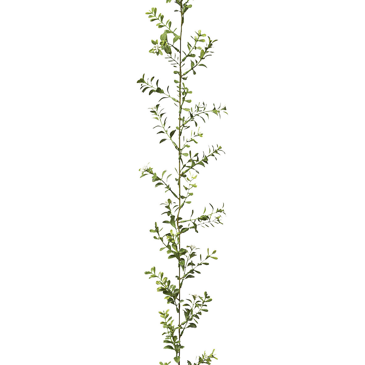 Boxwood garland (Product illustration 2)-1