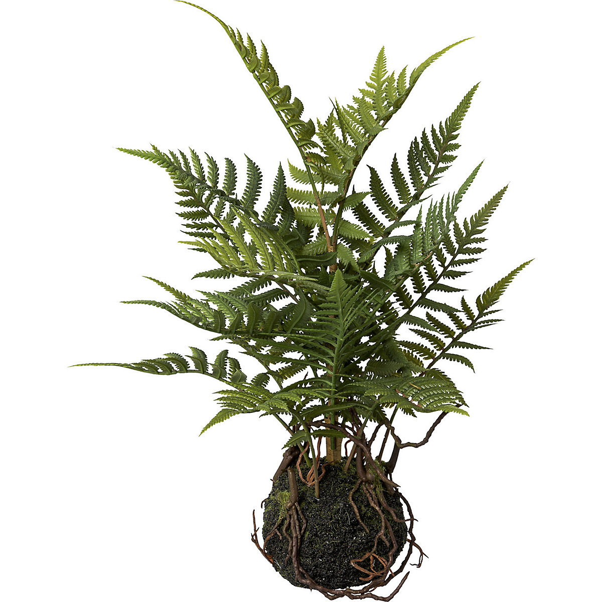 Fern in a bale (Product illustration 2)-1