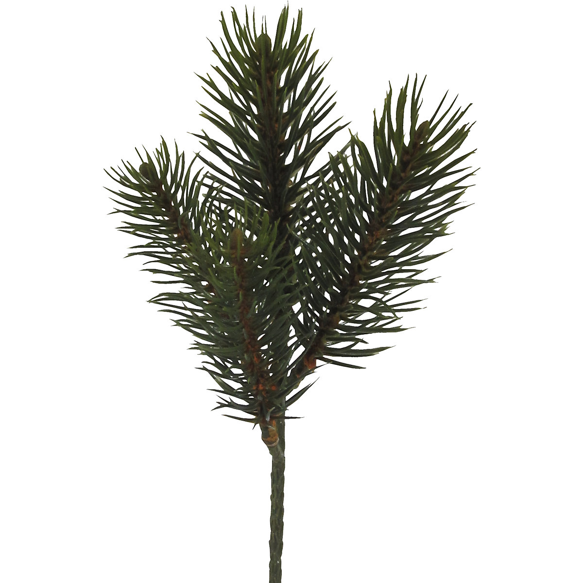 Fir branch