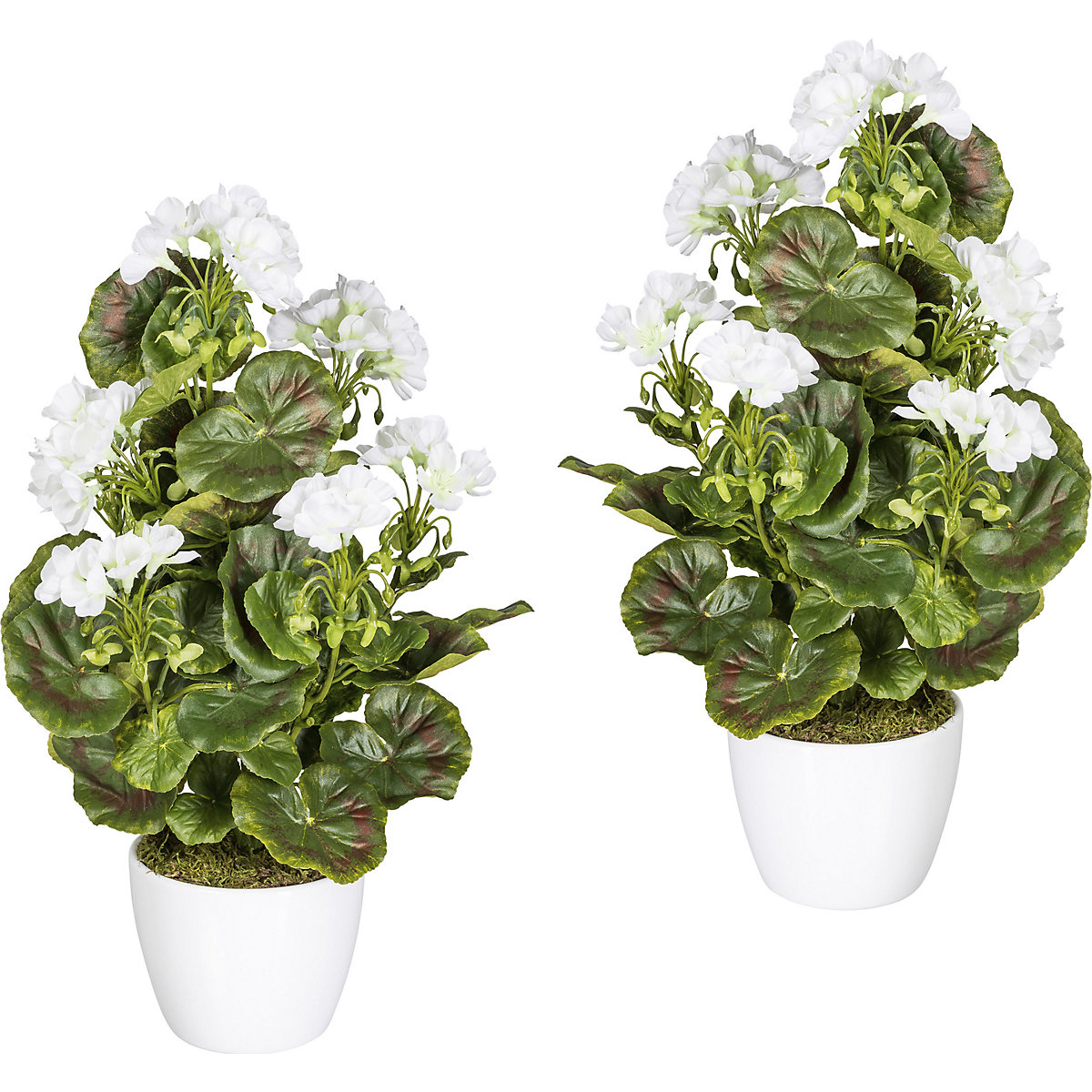 Geranium bush, UV resistant