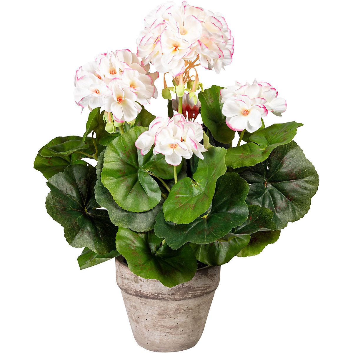 Geranium bush (Product illustration 2)-1