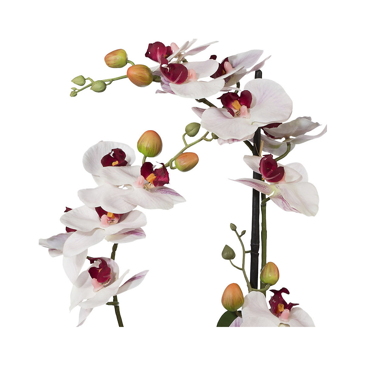 Moth orchid (Product illustration 3)-2
