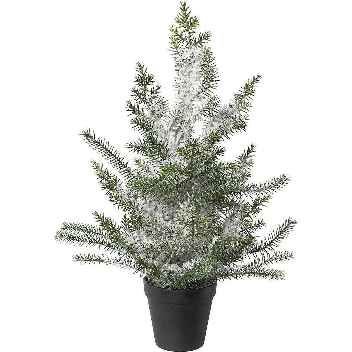 Norfolk Island pine in a pot, snow covered (Product illustration 2)-1