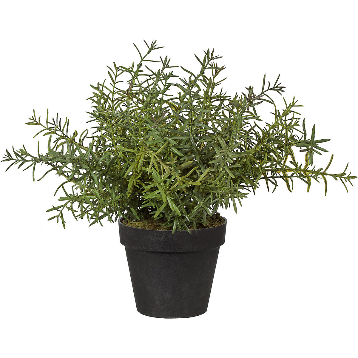Rosemary (Product illustration 2)-1