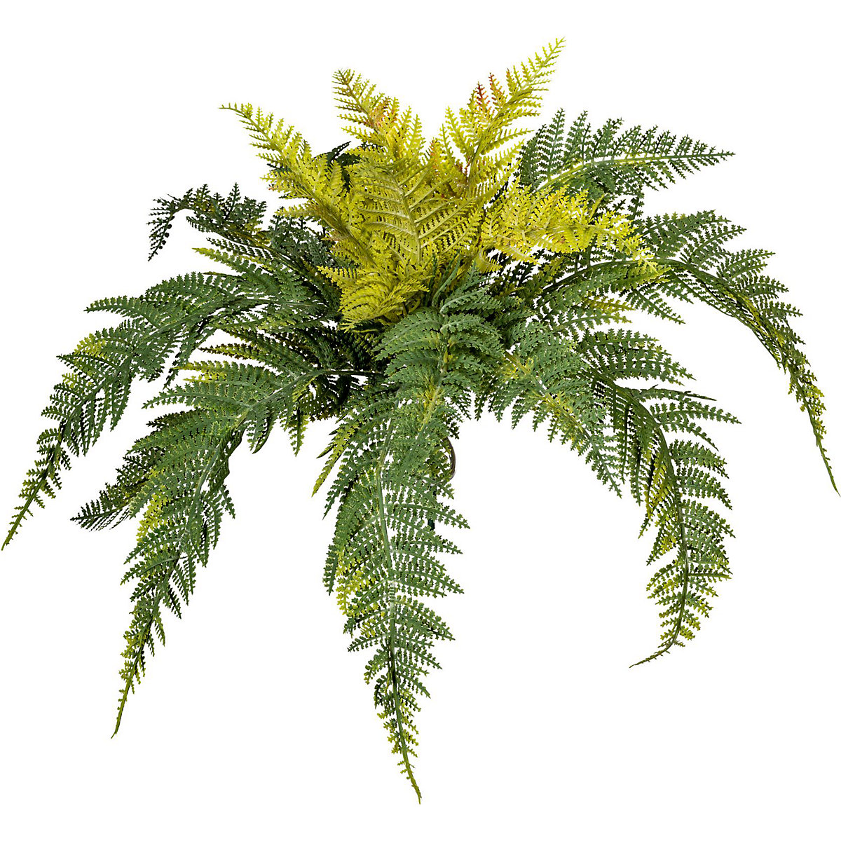 Sword fern (Product illustration 2)-1
