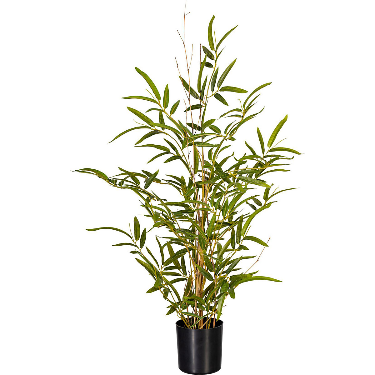 Bamboo with mini leaves on a natural trunk (Product illustration 2)-1
