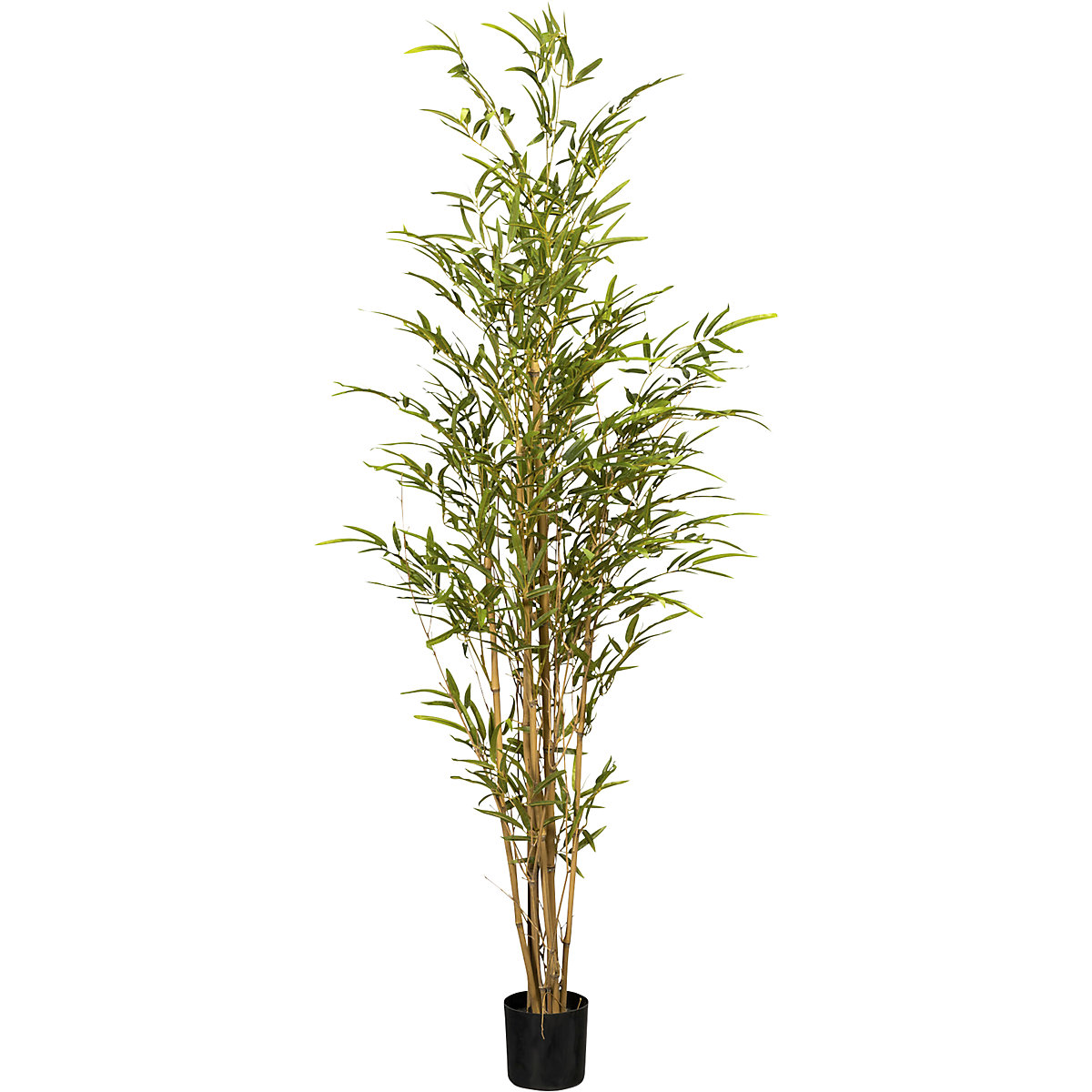 Bamboo with natural stalk (Product illustration 2)-1