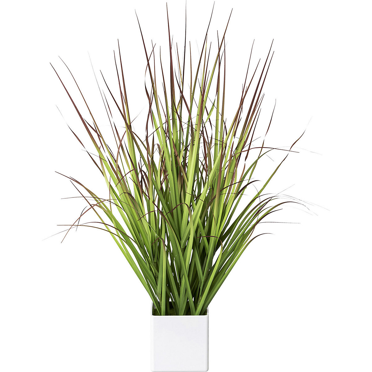 Blood grass in a pot (Product illustration 2)-1