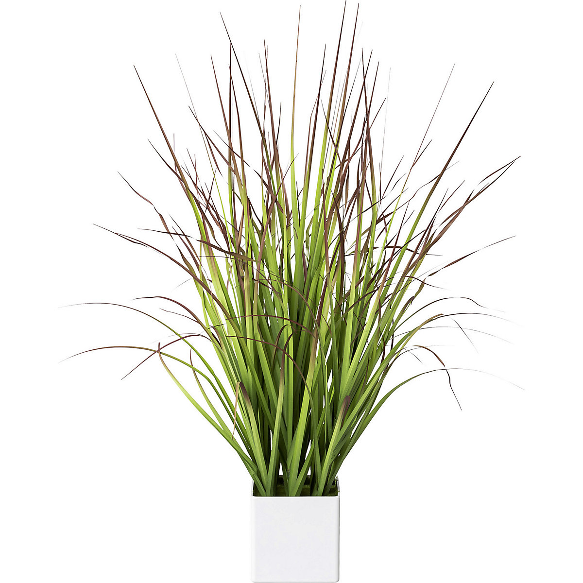Blood grass in a pot (Product illustration 2)-1