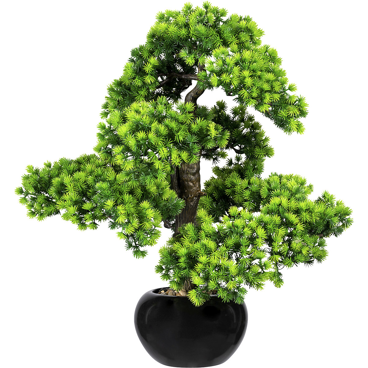 Bonsai larch, with gravel, in a ceramic pot, black, height 600 mm, pot 200 x 120 mm-2