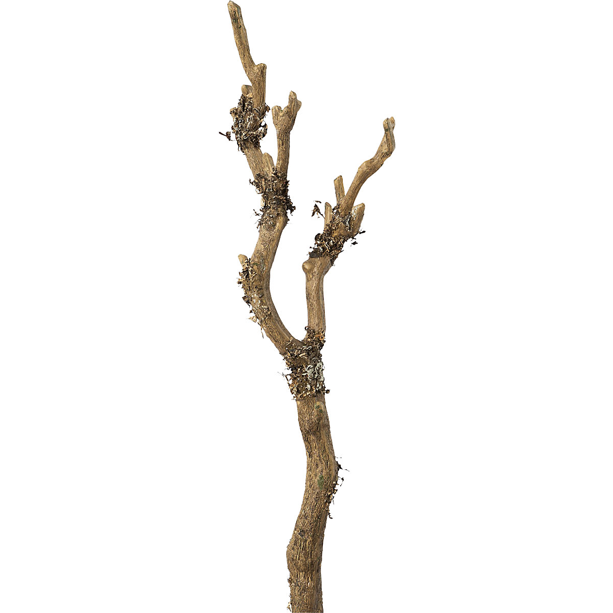 Branch with lichen (Product illustration 2)-1