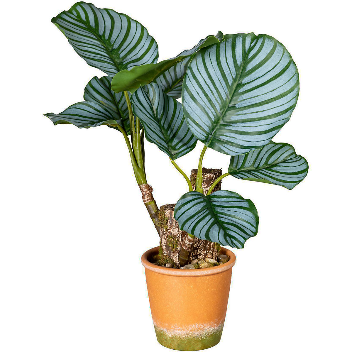Calathea plant (Product illustration 2)-1