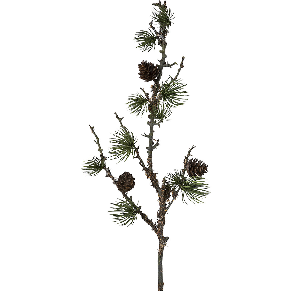 Cedar branch with cones and lichen (Product illustration 2)-1