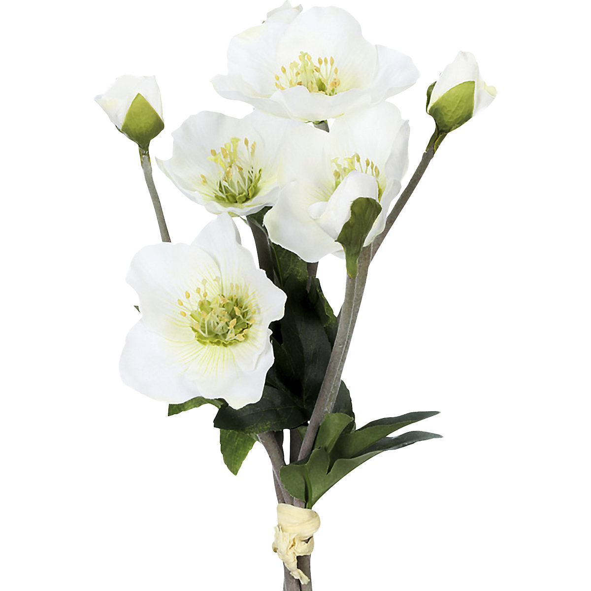Christmas roses (Product illustration 2)-1