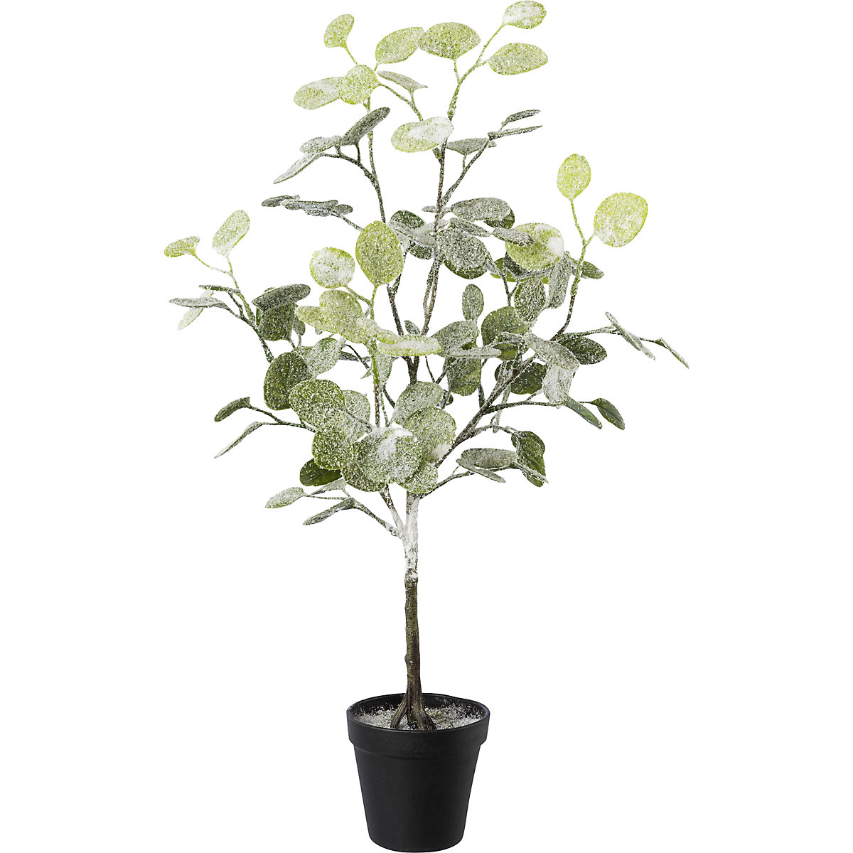 Eucalyptus in a pot, frosted (Product illustration 2)-1