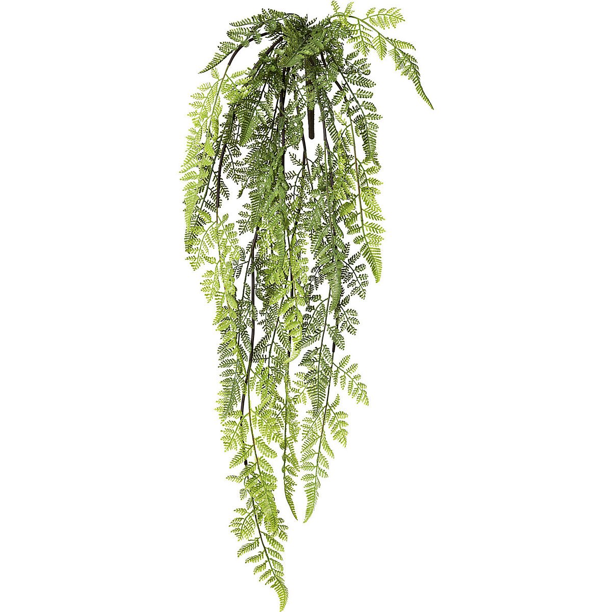 Fern hanging bush (Product illustration 2)-1