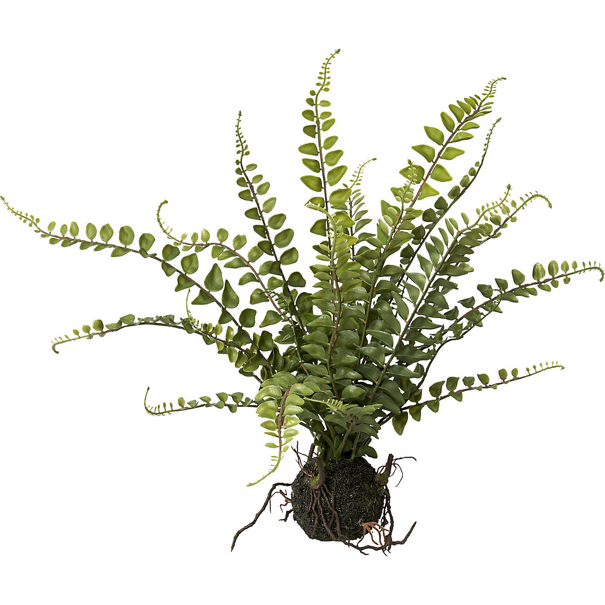 Fern in a bale (Product illustration 2)-1