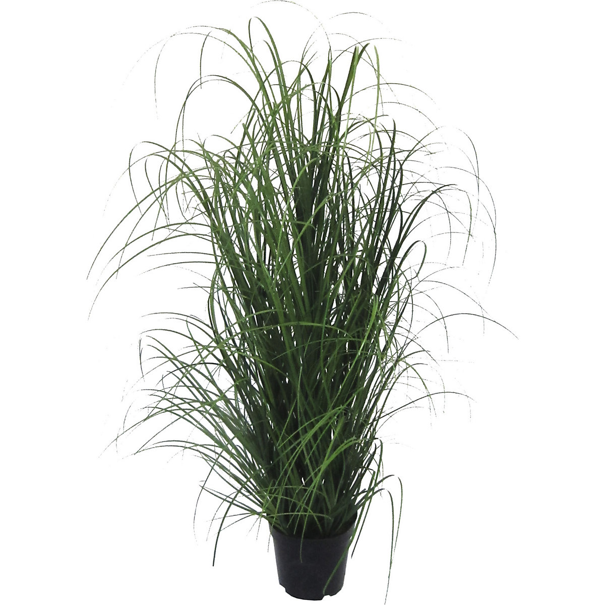 Grass bush, in a black plastic pot, height 900 mm