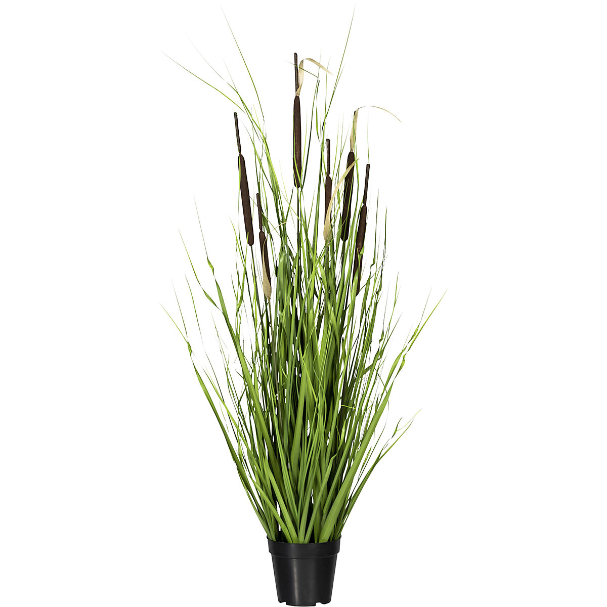 Grass bush with cattail