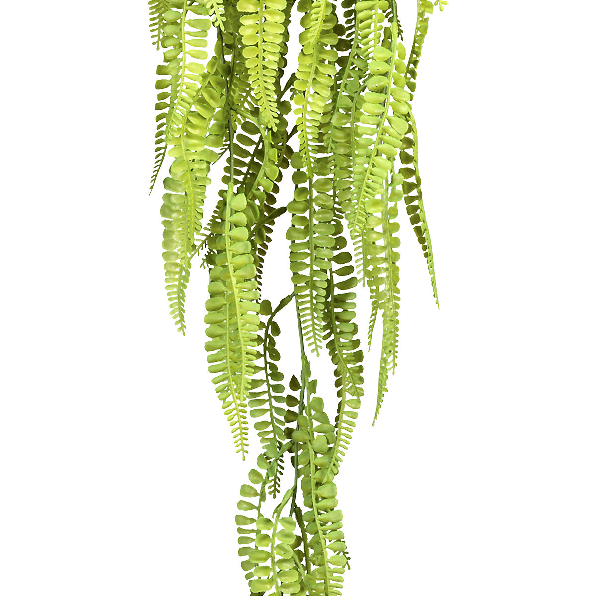 Hanging maidenhair fern (Product illustration 2)-1