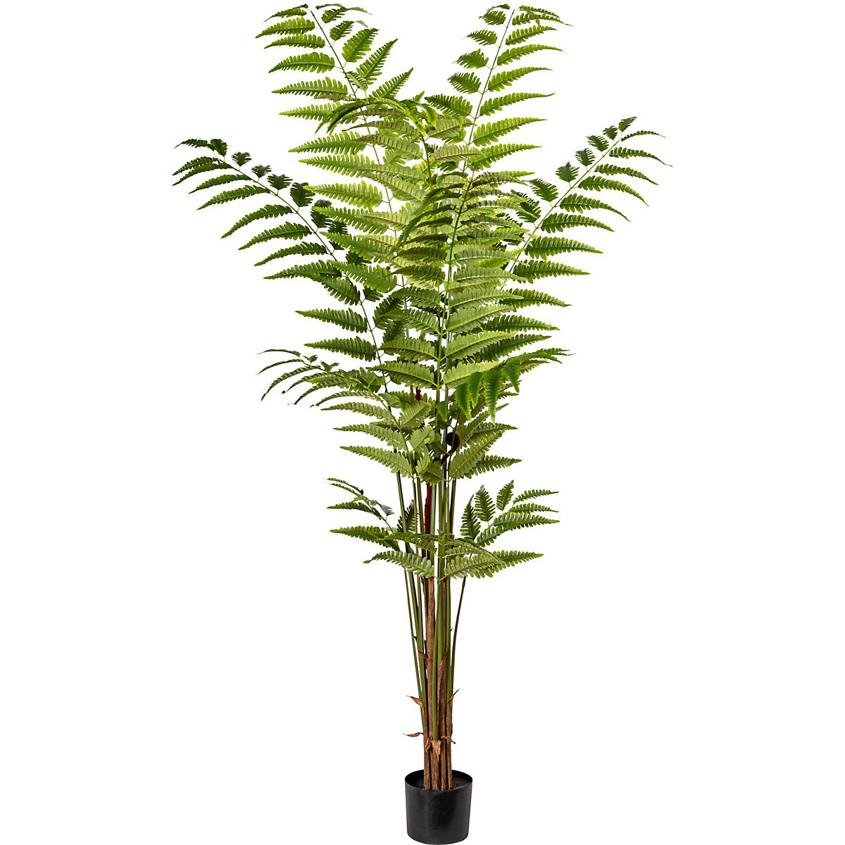 Leatherleaf fern plant