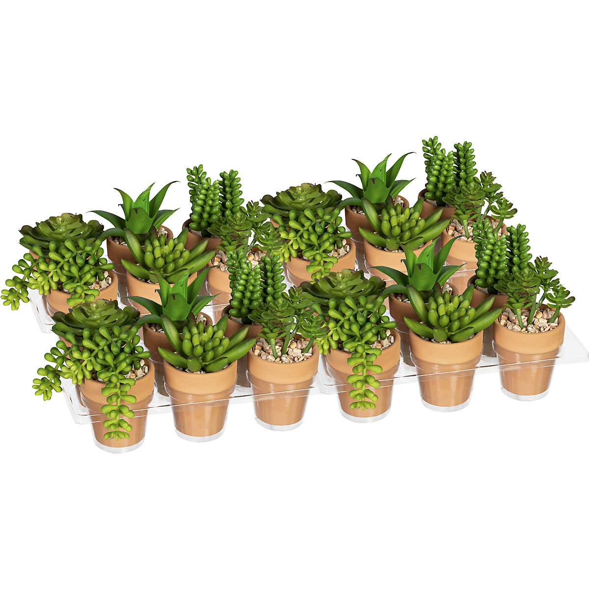 Mini succulents