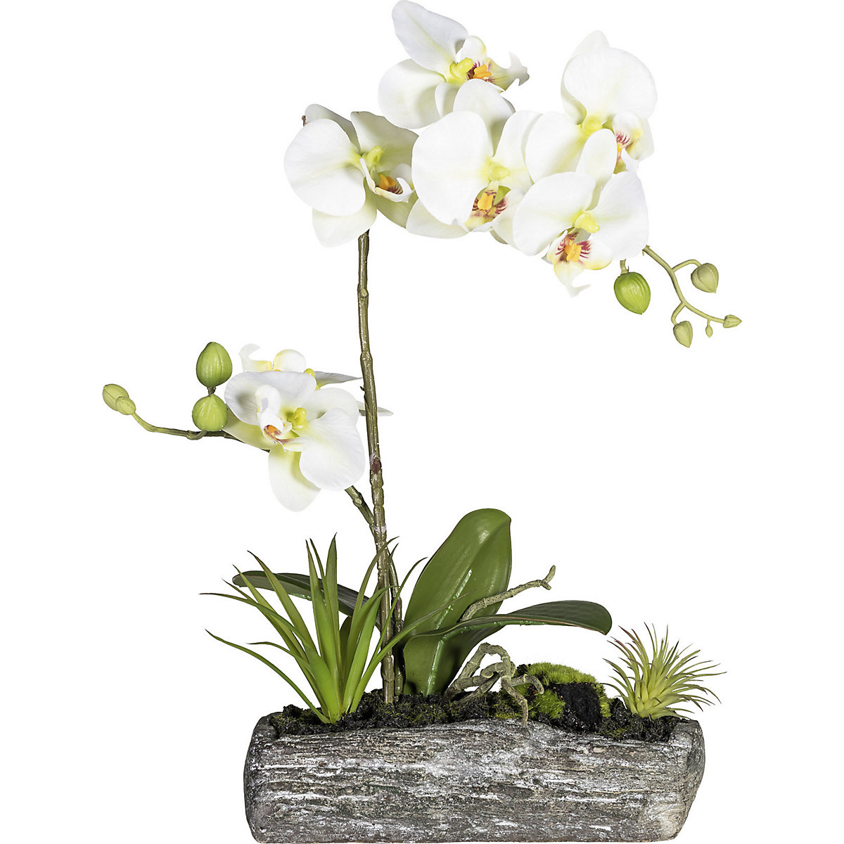 Moth orchid arrangement in a polyresin bowl