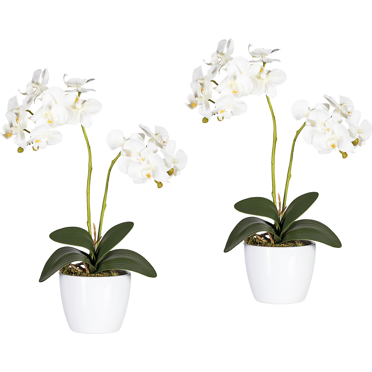 Moth orchid in a white ceramic pot, height 500 mm, pack of 2, white flowers-4