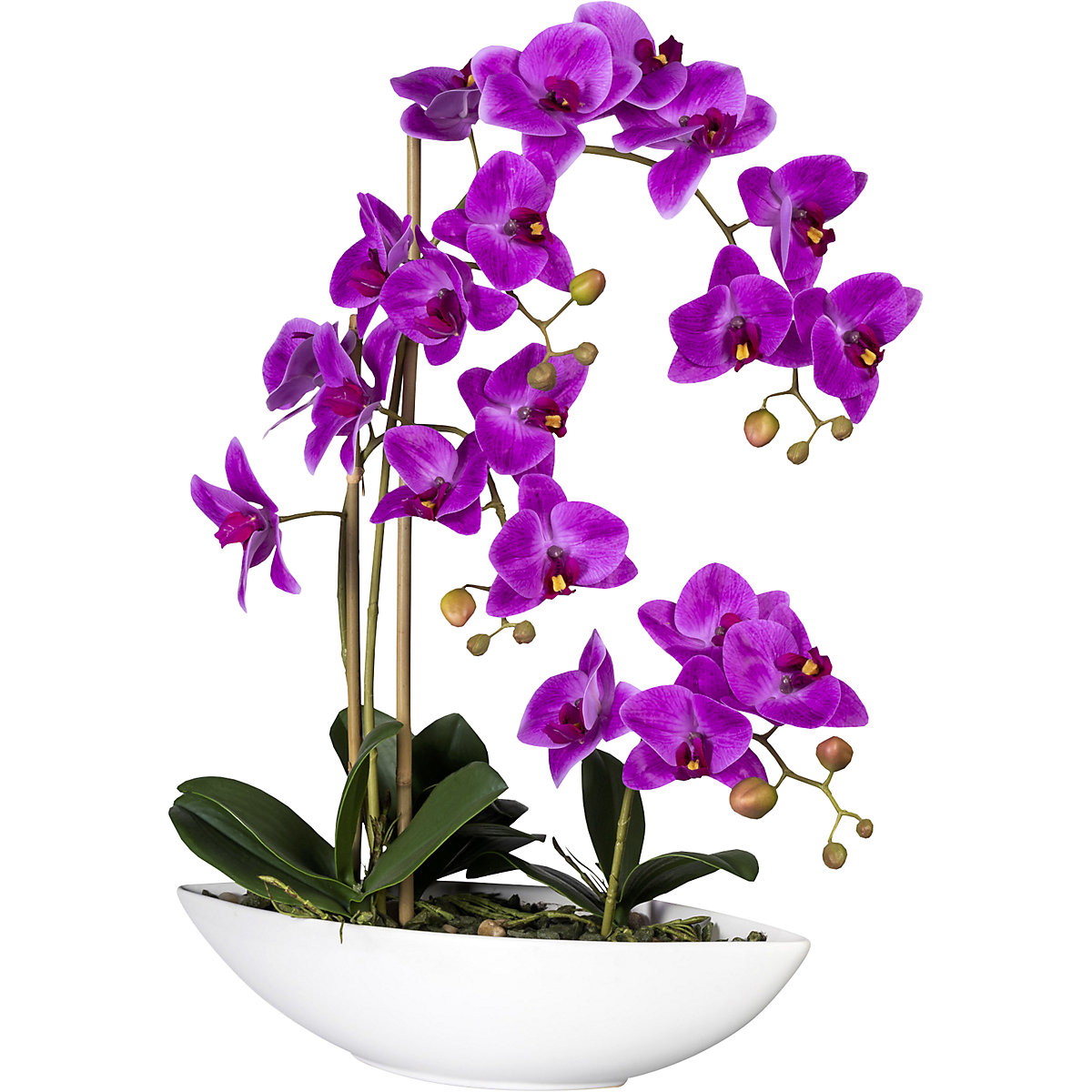 Moth orchid, in a ceramic bowl, purple, height 600 mm-1