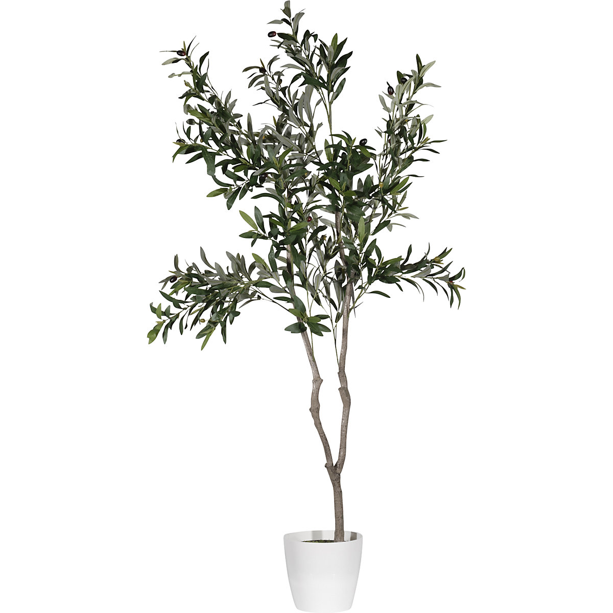 Olive tree (Product illustration 2)-1
